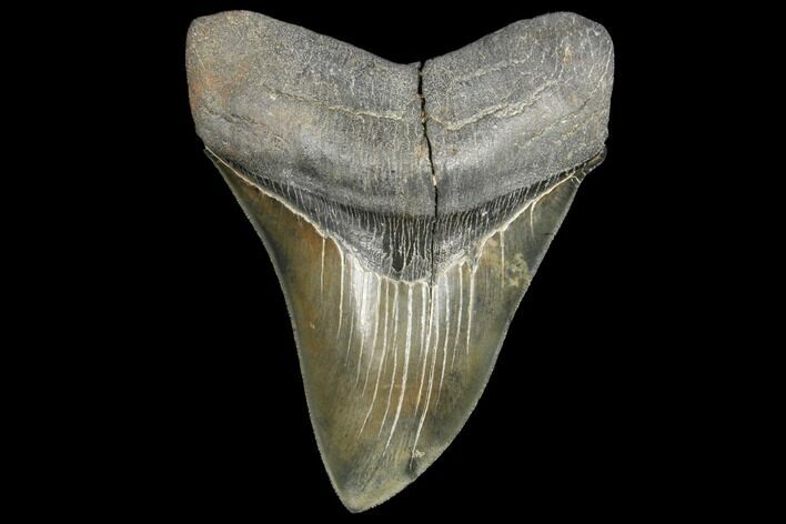 Serrated, Fossil Megalodon Tooth - Beautiful Enamel #134279